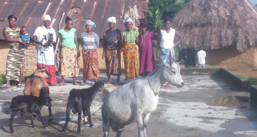 livestock rearing