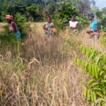 women group at harvest